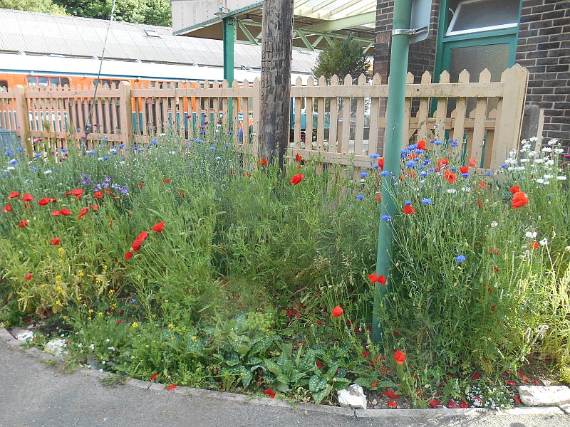 The new wildflower patch near the Ladies